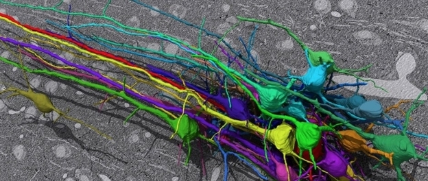 Daniel Berger, a researcher at MIT, traced these neurons using the EyeWire game.